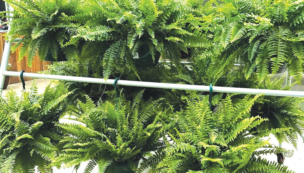 Hanging ferns fill a sunlit greenhouse with dense green foliage.