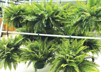Hanging ferns fill a sunlit greenhouse with dense green foliage.