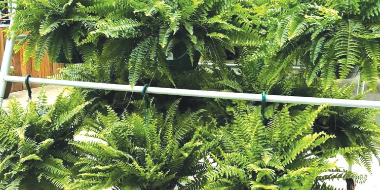 Hanging ferns fill a sunlit greenhouse with dense green foliage.