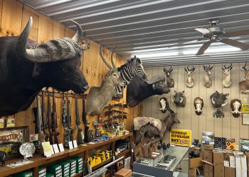 Interior of a hunting shop with mounted animals, rifles, and outdoor gear on display.