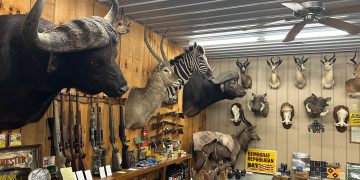 Interior of a hunting shop with mounted animals, rifles, and outdoor gear on display.