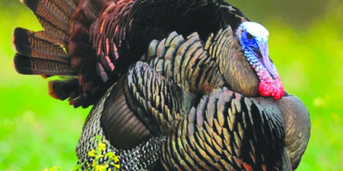 A wild turkey with its tail feathers fanned out stands in a grassy field.