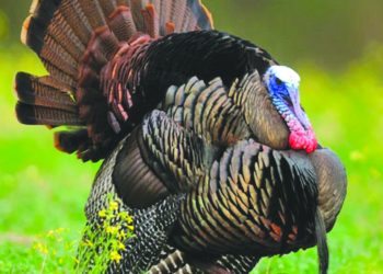 A wild turkey with its tail feathers fanned out stands in a grassy field.