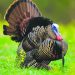 A wild turkey with its tail feathers fanned out stands in a grassy field.