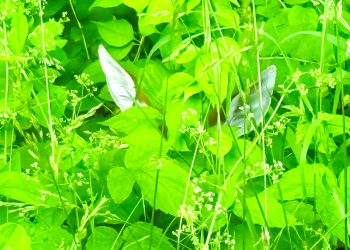A white-tailed deer fawn is concealed in dense green vegetation with only its ears and part of its face visible.