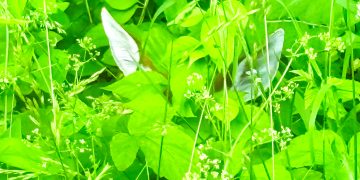 A white-tailed deer fawn is concealed in dense green vegetation with only its ears and part of its face visible.