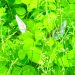 A white-tailed deer fawn is concealed in dense green vegetation with only its ears and part of its face visible.