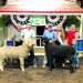 Exhibitors, family members, and fair royalty pose with a champion ram and champion sheep while children display championship banners at the Greene County Fair.