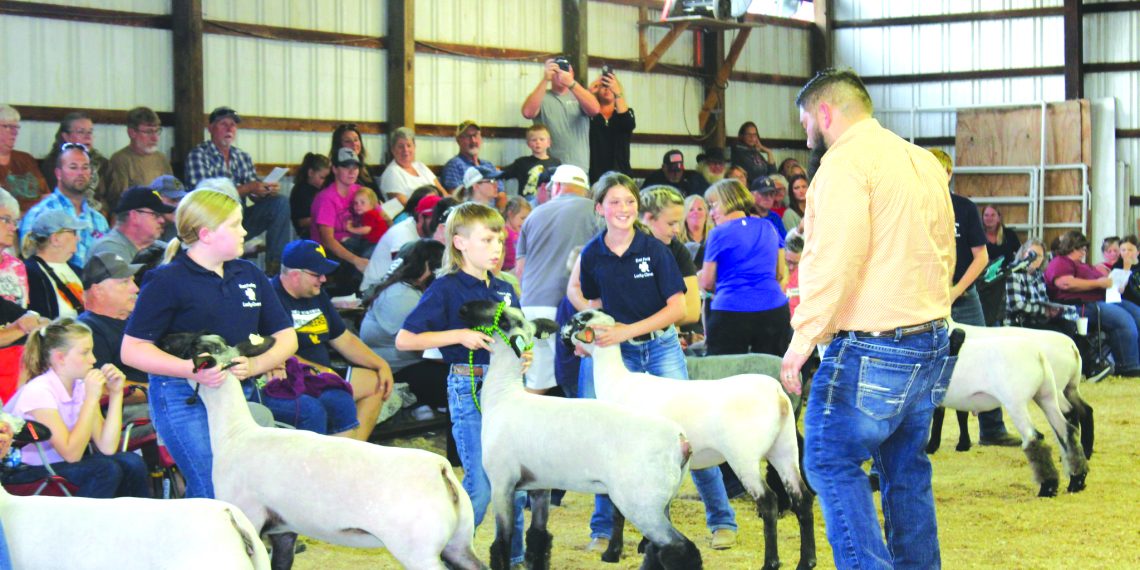 Young exhibitors show sheep to a judge in a livestock competition while spectators watch from the bleachers.