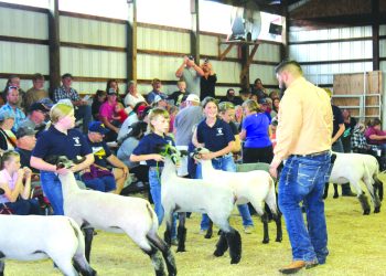 Young exhibitors show sheep to a judge in a livestock competition while spectators watch from the bleachers.