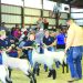 Young exhibitors show sheep to a judge in a livestock competition while spectators watch from the bleachers.
