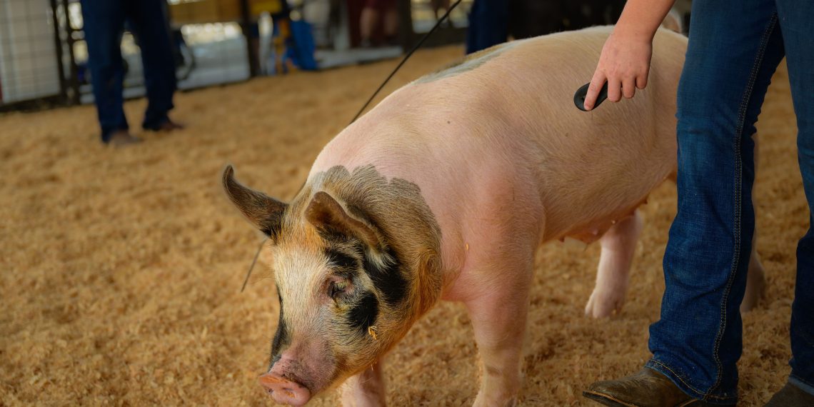 A handler guides a pig through a livestock show ring with wood shavings on the ground during a fair or exhibition.