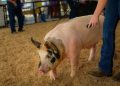 A handler guides a pig through a livestock show ring with wood shavings on the ground during a fair or exhibition.