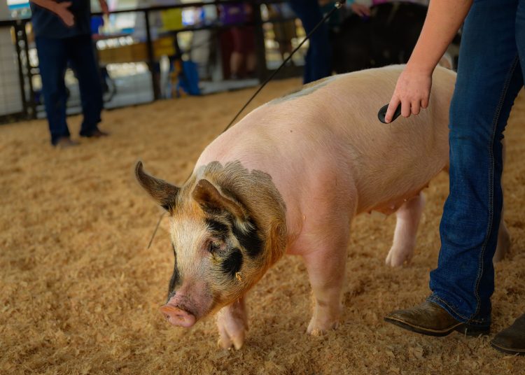 A handler guides a pig through a livestock show ring with wood shavings on the ground during a fair or exhibition.