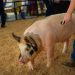 A handler guides a pig through a livestock show ring with wood shavings on the ground during a fair or exhibition.
