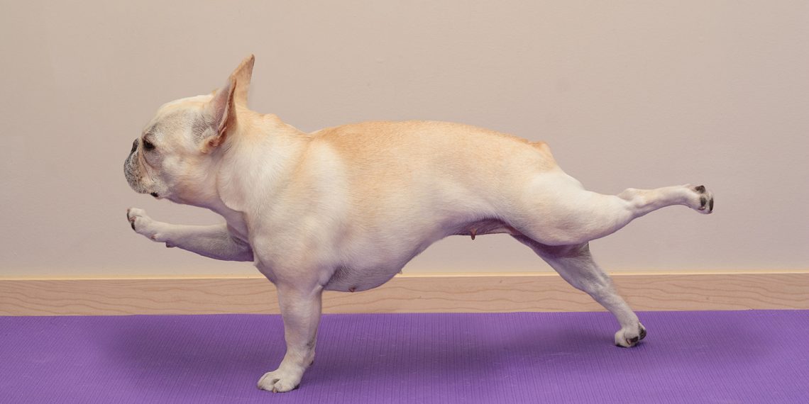A French Bulldog performs a balancing stretch on a purple yoga mat with one front leg and the opposite back leg extended.