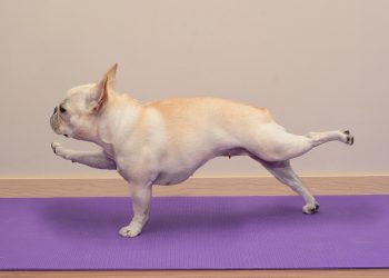 A French Bulldog performs a balancing stretch on a purple yoga mat with one front leg and the opposite back leg extended.