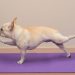 A French Bulldog performs a balancing stretch on a purple yoga mat with one front leg and the opposite back leg extended.