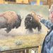 Wildlife artist Kyle Sims applies finishing touches to a large oil painting of two bull bison fighting in his studio.