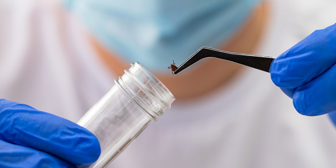A healthcare professional uses tweezers to place a tick into a specimen container while wearing protective gloves.