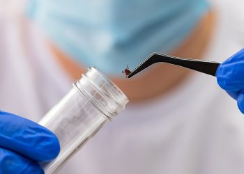 A healthcare professional uses tweezers to place a tick into a specimen container while wearing protective gloves.