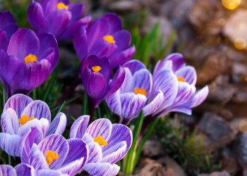 Purple and white crocus flowers bloom in soft sunlight, symbolizing the beauty and fragility of life.