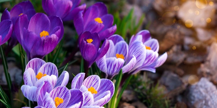 Purple and white crocus flowers bloom in soft sunlight, symbolizing the beauty and fragility of life.