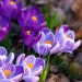Purple and white crocus flowers bloom in soft sunlight, symbolizing the beauty and fragility of life.