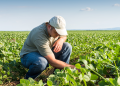 A farmer examines crops while kneeling in a green field under a clear blue sky.