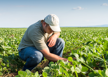 A farmer examines crops while kneeling in a green field under a clear blue sky.
