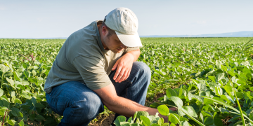 A farmer examines crops while kneeling in a green field under a clear blue sky.