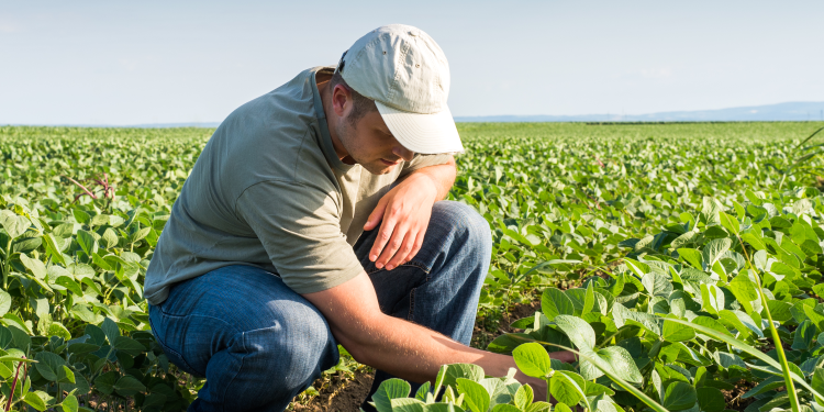 A farmer examines crops while kneeling in a green field under a clear blue sky.
