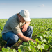 A farmer examines crops while kneeling in a green field under a clear blue sky.