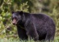 A black bear stands in grass with a forest background.