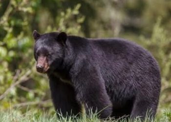 A black bear stands in grass with a forest background.