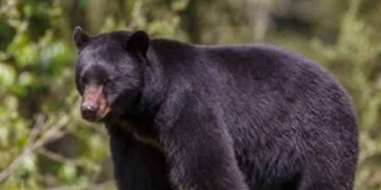 A black bear stands in grass with a forest background.