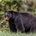 A black bear stands in grass with a forest background.