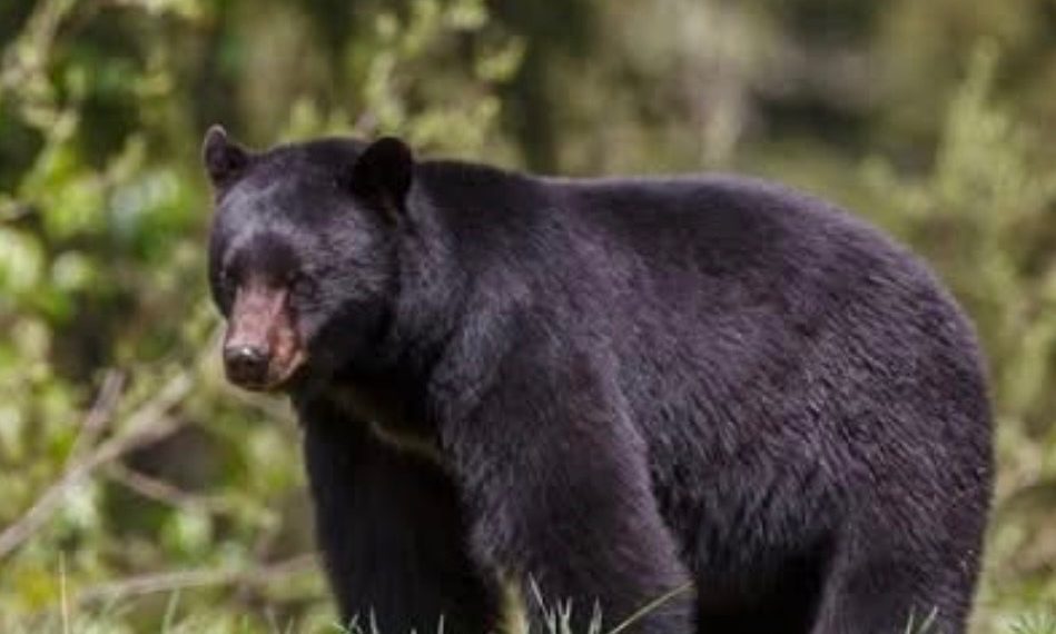 A black bear stands in grass with a forest background.