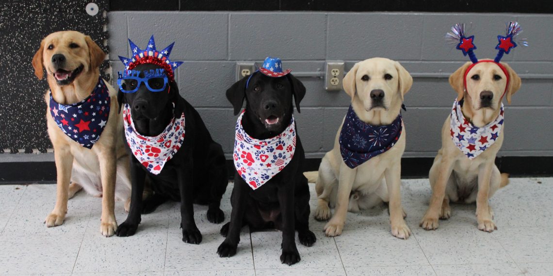 Five Labrador retrievers wearing red, white, and blue patriotic accessories sit in a row indoors.