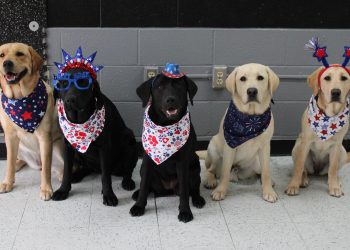 Five Labrador retrievers wearing red, white, and blue patriotic accessories sit in a row indoors.