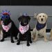 Five Labrador retrievers wearing red, white, and blue patriotic accessories sit in a row indoors.