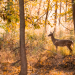 A deer stands in a golden autumn forest with sunlight streaming through the trees.