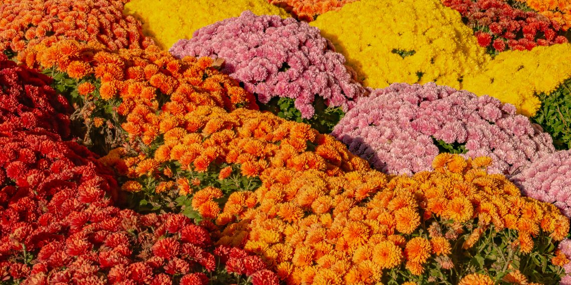 A colorful autumn garden filled with dense clusters of red, orange, yellow, and pink chrysanthemums.