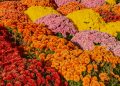 A colorful autumn garden filled with dense clusters of red, orange, yellow, and pink chrysanthemums.