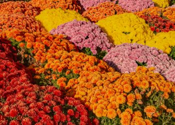 A colorful autumn garden filled with dense clusters of red, orange, yellow, and pink chrysanthemums.