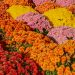 A colorful autumn garden filled with dense clusters of red, orange, yellow, and pink chrysanthemums.