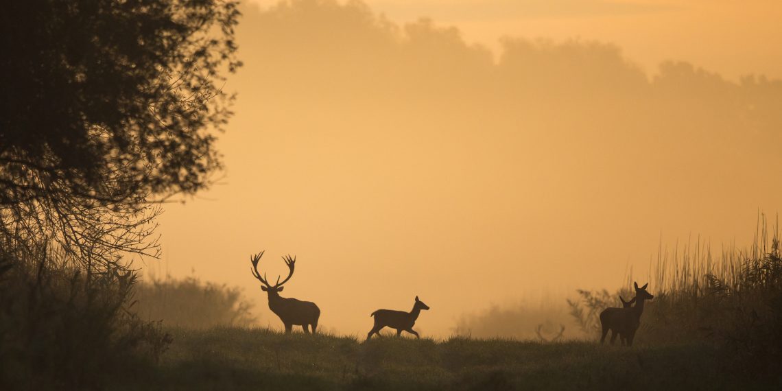 Three deer, including a buck with antlers, silhouetted against a golden sunrise in a misty woodland.