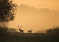 Three deer, including a buck with antlers, silhouetted against a golden sunrise in a misty woodland.