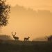 Three deer, including a buck with antlers, silhouetted against a golden sunrise in a misty woodland.