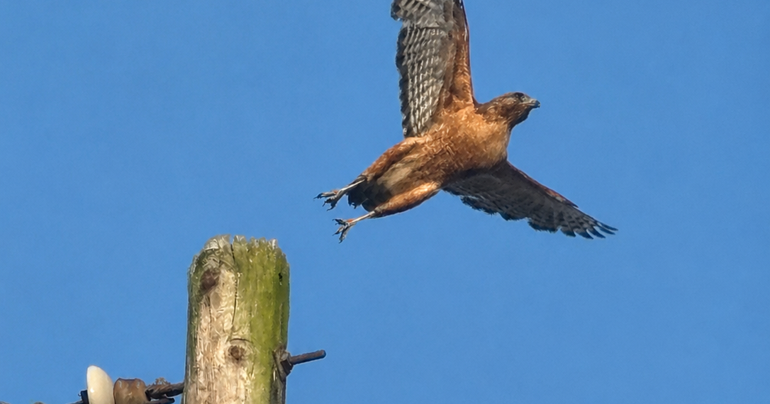 A red-shouldered hawk with reddish-brown feathers and patterned wings takes flight from a wooden utility pole against a bright blue sky.